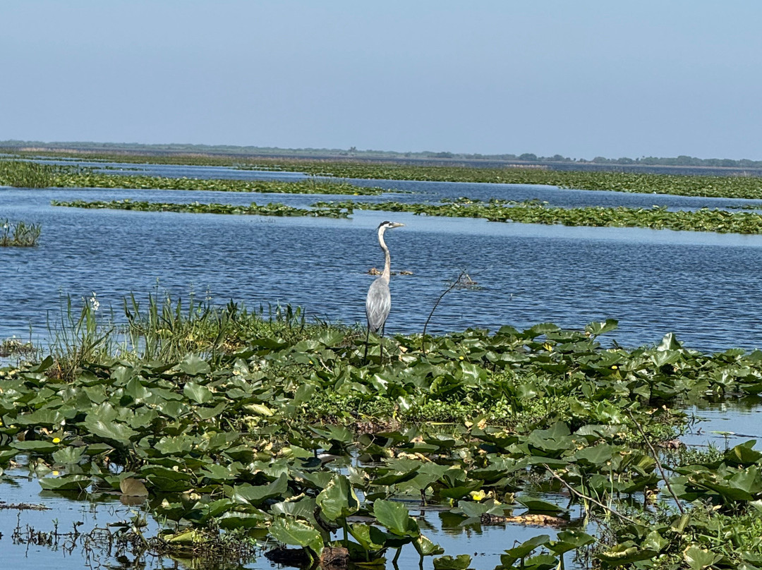 Kissimmee Swamp Tours-Kenansville必去景点