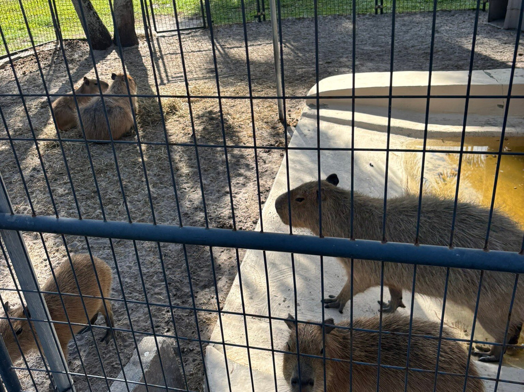 Animal EDventure Park & Safari-博因顿海滩必去景点