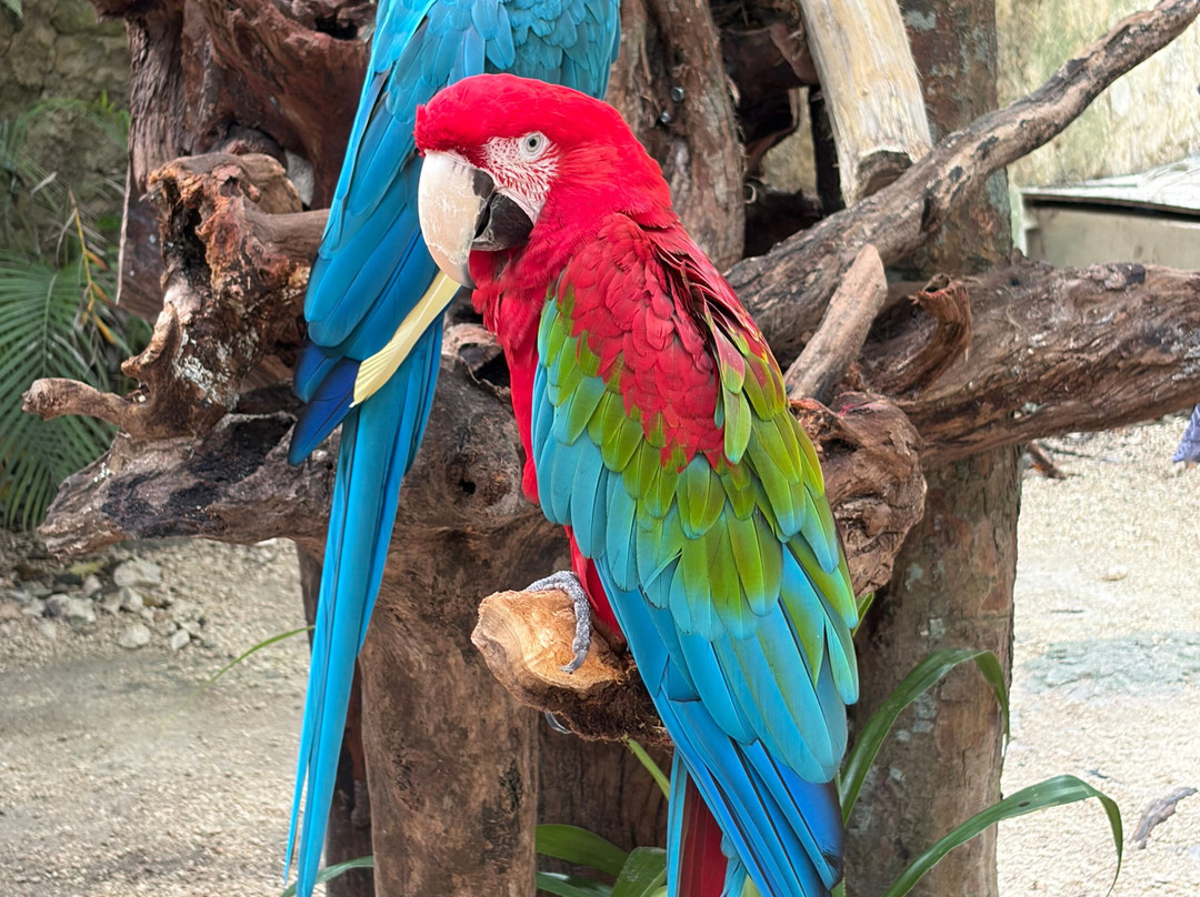 Akumal Monkey Sanctuary & Rescued Animals-艾库玛尔必去景点