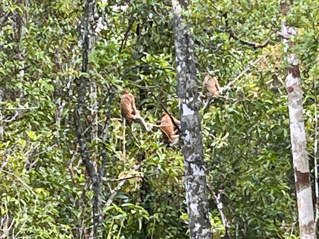 Tanjung Puting Borneo Tour-Pangkalan Bun必去景点
