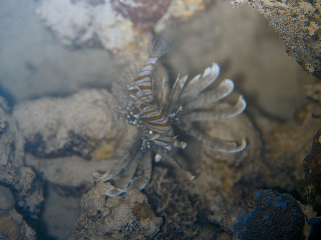 Extra Divers Worldwide El Quseir-艾尔可西利亚必去景点