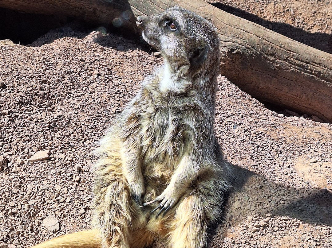 West Midlands Safari Park-Bewdley必去景点
