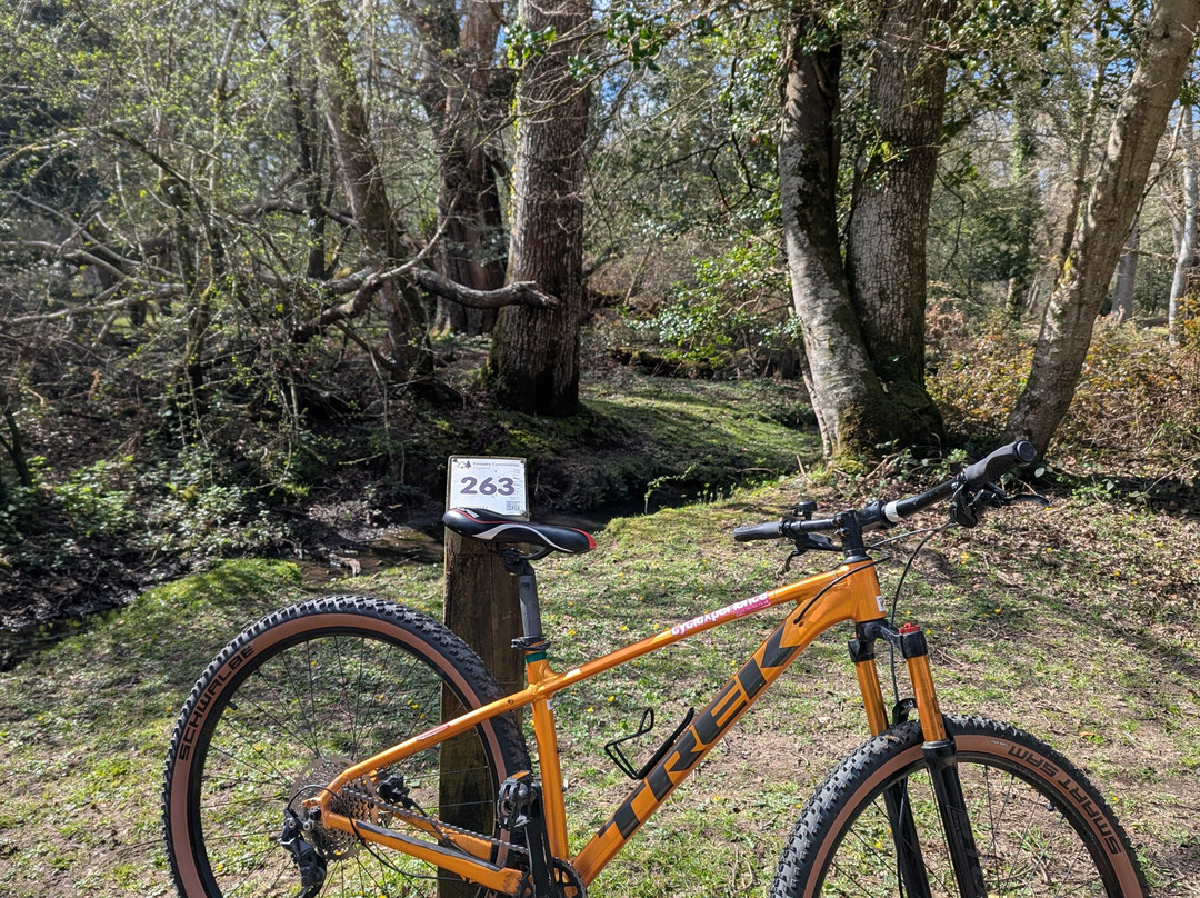 Cyclexperience (new Forest)-Brockenhurst必去景点