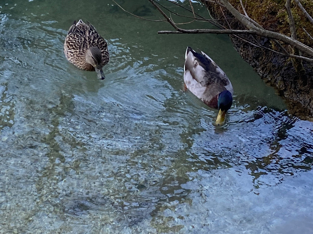 Lago Di Cavazzo-Cavazzo Carnico必去景点