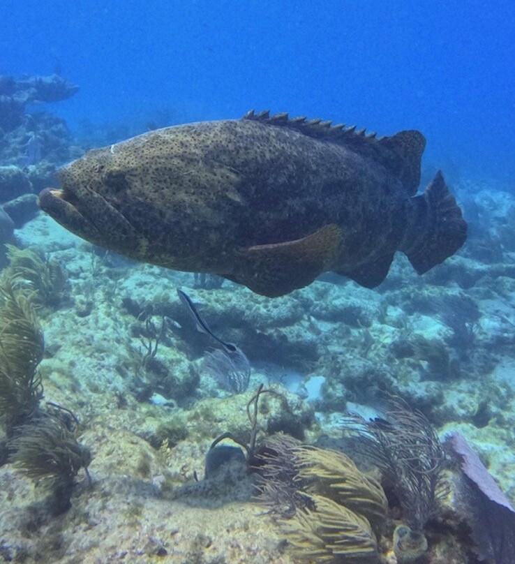 Captain Slate's SCUBA Adventures-Tavernier必去景点