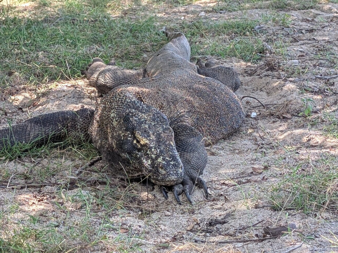 Komodo local tour-科莫多必去景点