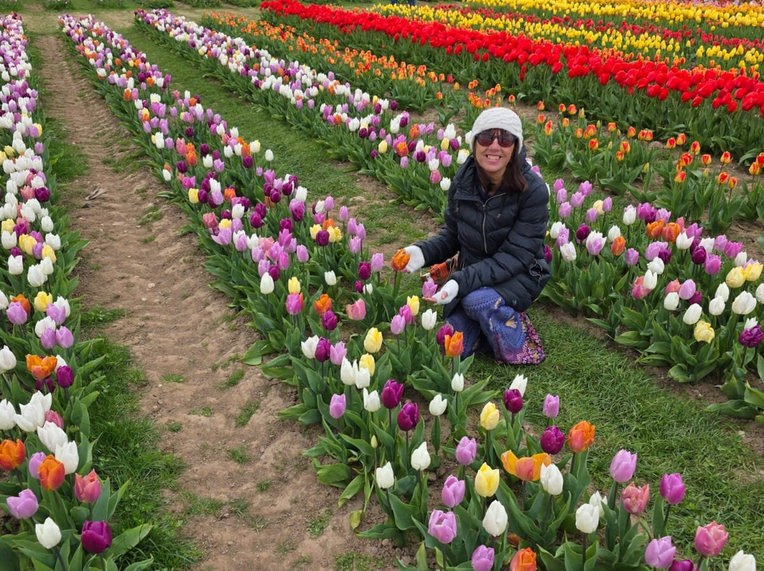 Tulleys Tulip Garden - Warwickshire-沃里克必去景点