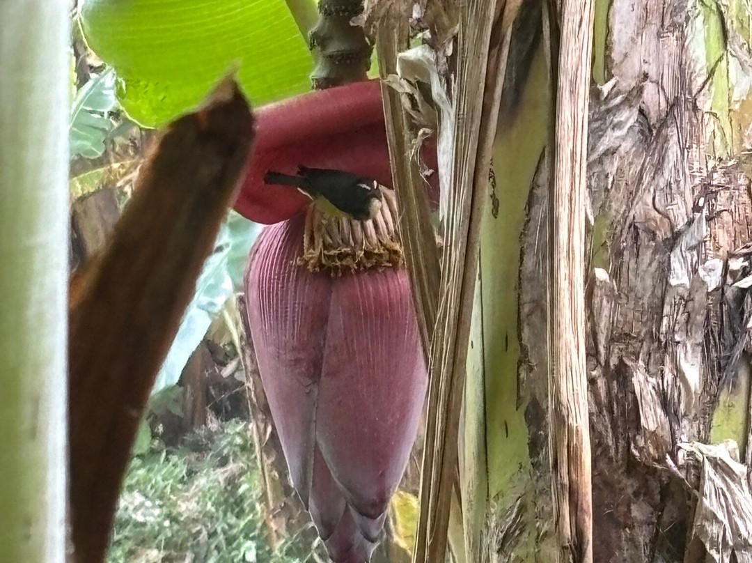 Banana Museum (Le Musee de la Banane)-马提尼克必去景点