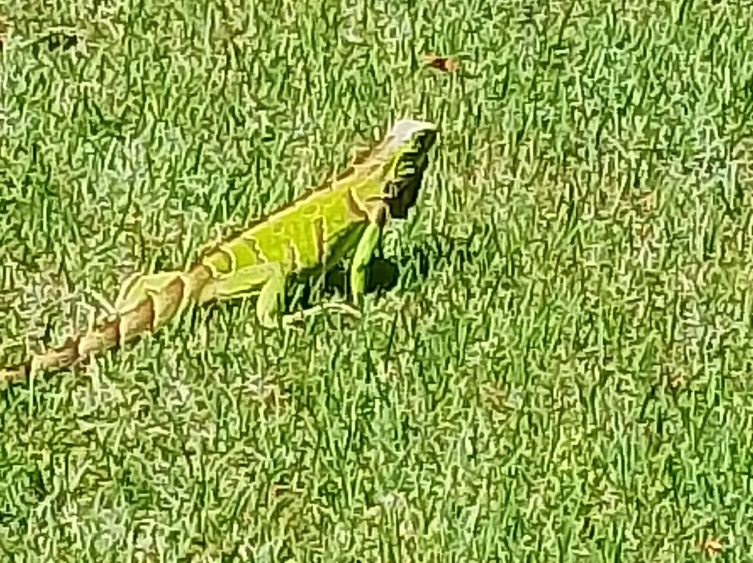 马雷斯盖勒别墅度假村 - 全包式主图