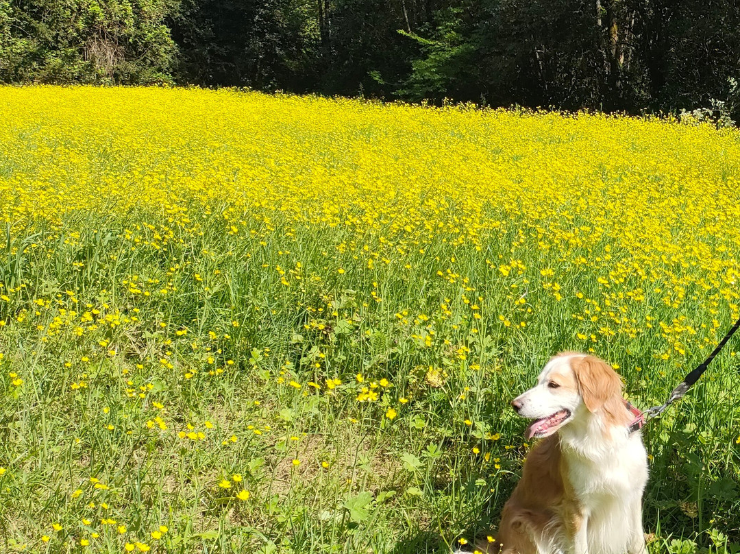 Parco di Villa Chiozza-Cervignano del Friuli必去景点