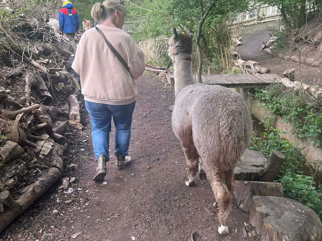 Nanny Sharon's Alpaca Farm C.I.C-Prenton必去景点