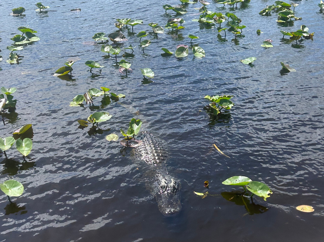 Everglades Swamp Tours-Everglades Wildlife Management Area必去景点