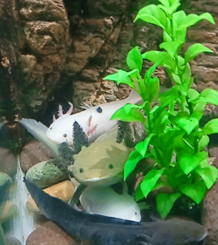 Acuario Michin Guadalajara-瓜达拉哈拉必去景点