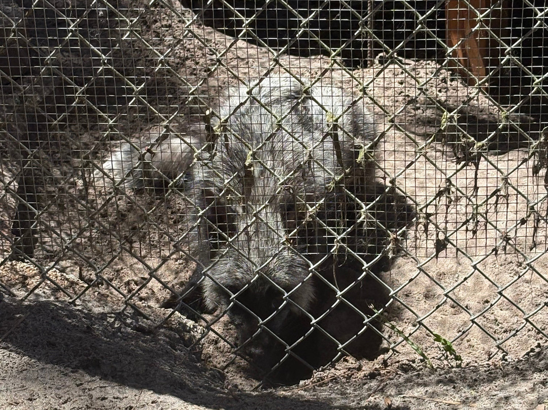 Shy Wolf Sanctuary Education & Experience Center-Golden Gate必去景点