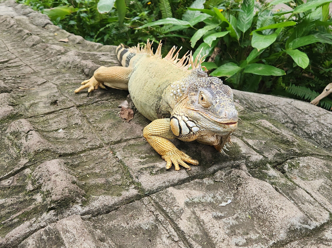 Hoedspruit Reptile Centre-霍德斯普鲁特必去景点