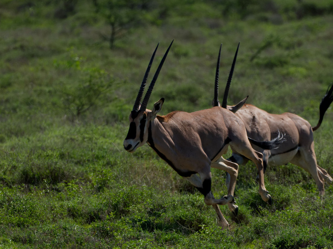 Cherish Africa Safaris-Kikuyu必去景点
