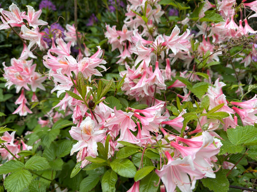 West Dean Gardens-奇切斯特必去景点
