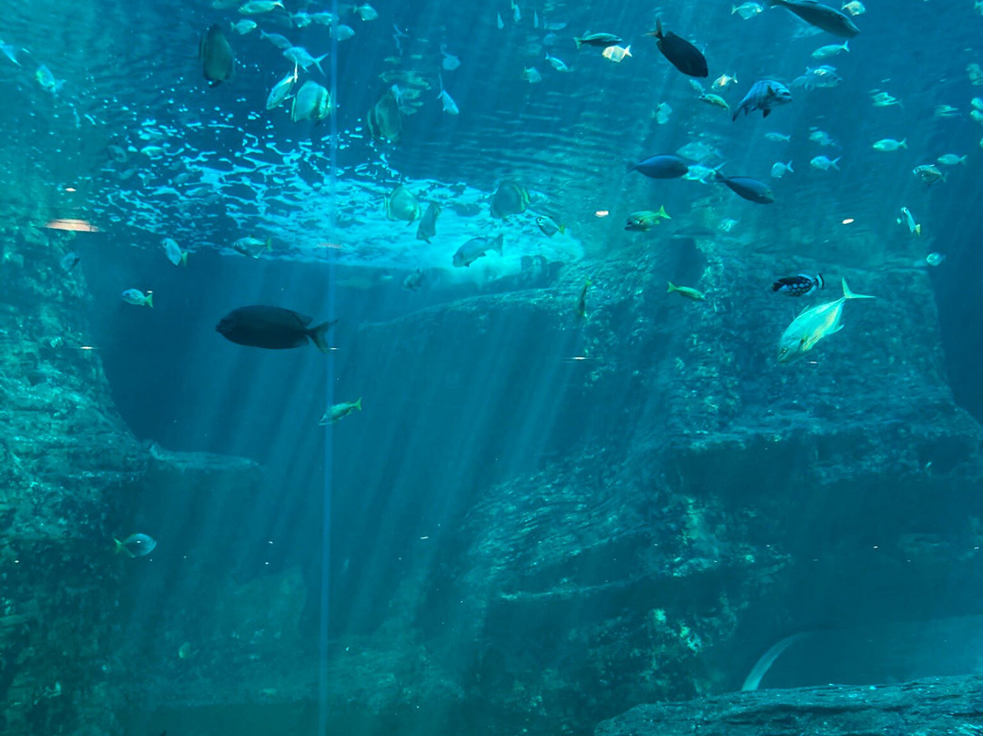 Two Oceans Aquarium-开普敦中心区必去景点
