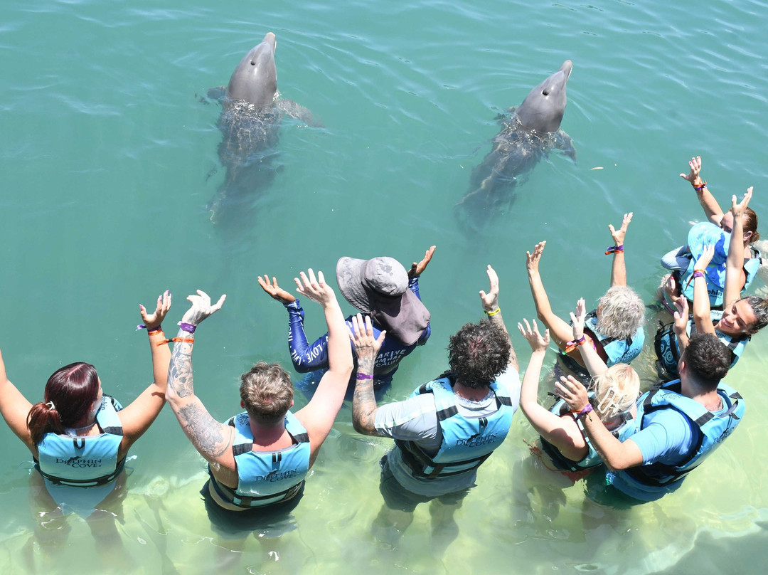 Dolphin Cove Montego Bay-Lucea必去景点