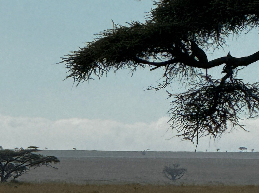 Tazama Africa Tours and Safari-阿鲁沙国家公园必去景点