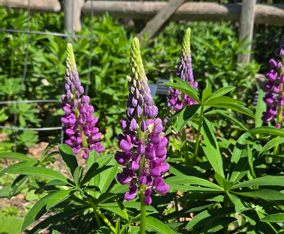 Green Bay Botanical Garden-格林贝必去景点