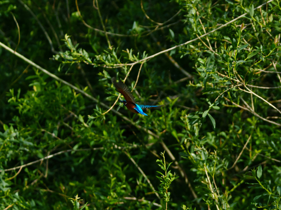 GG Wildlife Experiences Ltd-Goring-on Thames必去景点