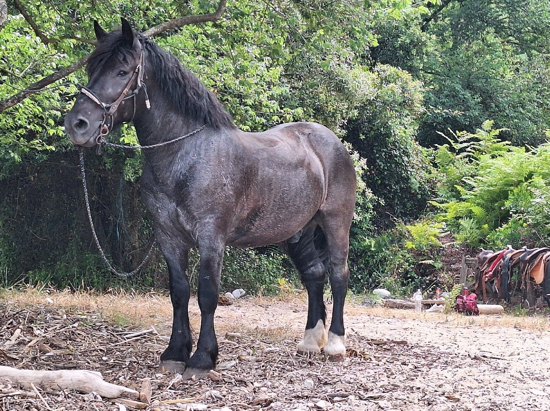 North Corfu Horses-Peritheia必去景点