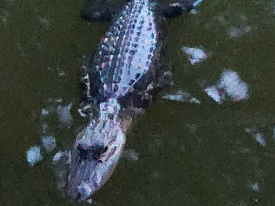 Grape Hammock Airboat & Alligator Tours-莱克威尔士必去景点