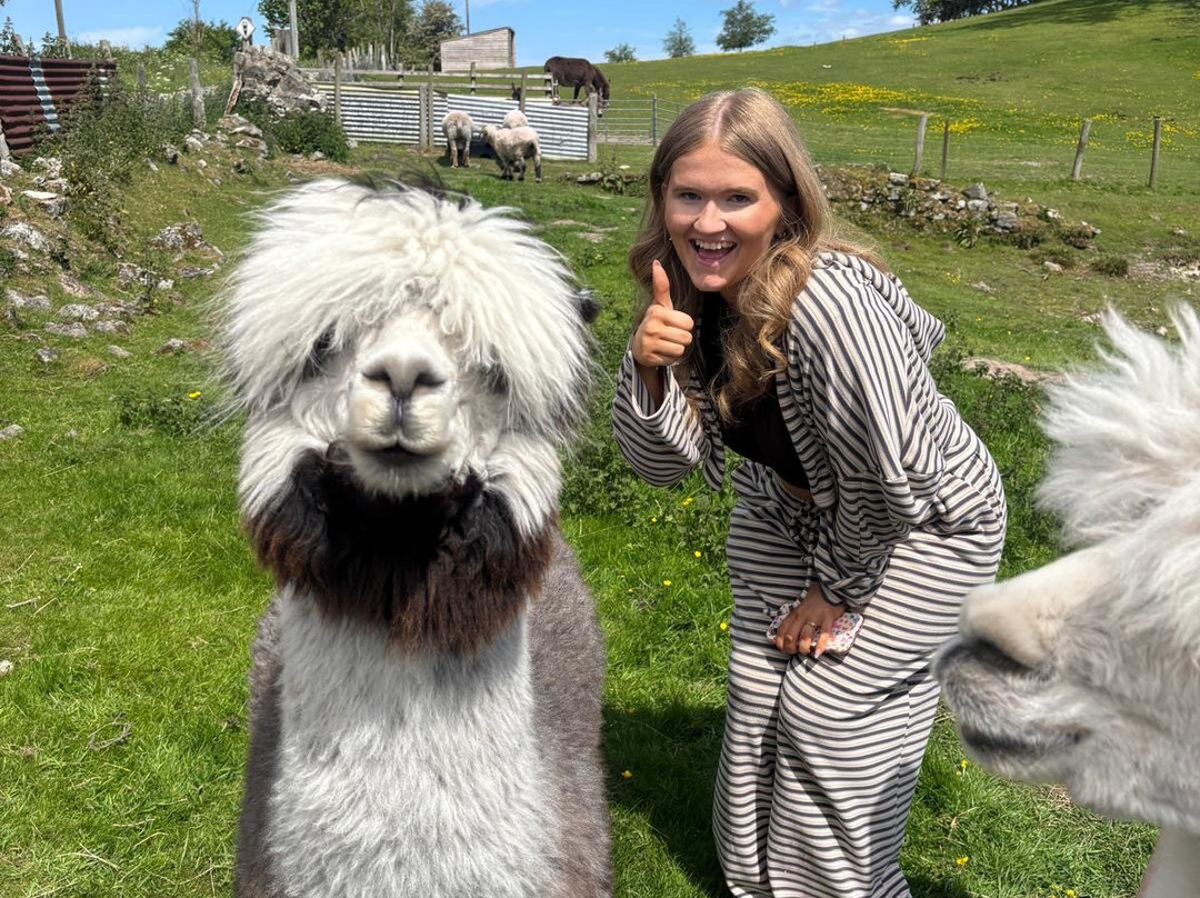 Woolly Experiences Therapy Farm-Mold必去景点