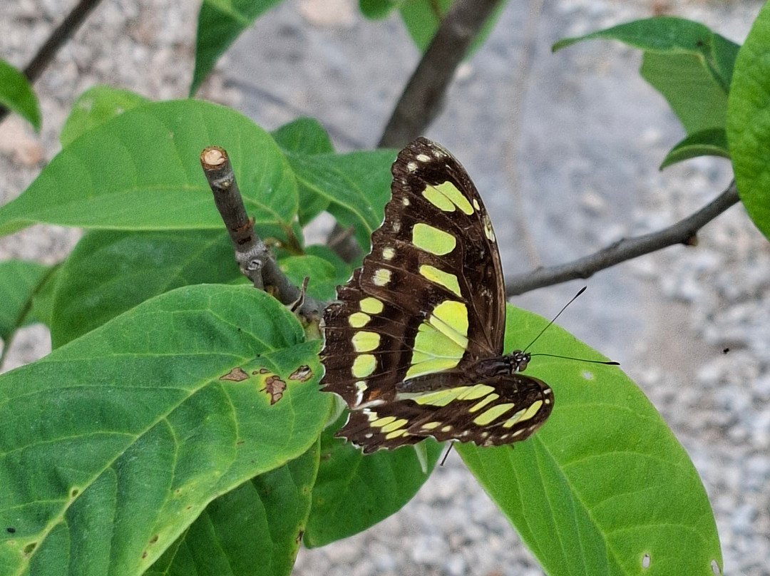 Guys Butterfly House-St Hilary必去景点