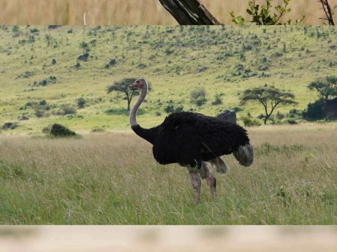 Explorer Kenya-内罗毕必去景点