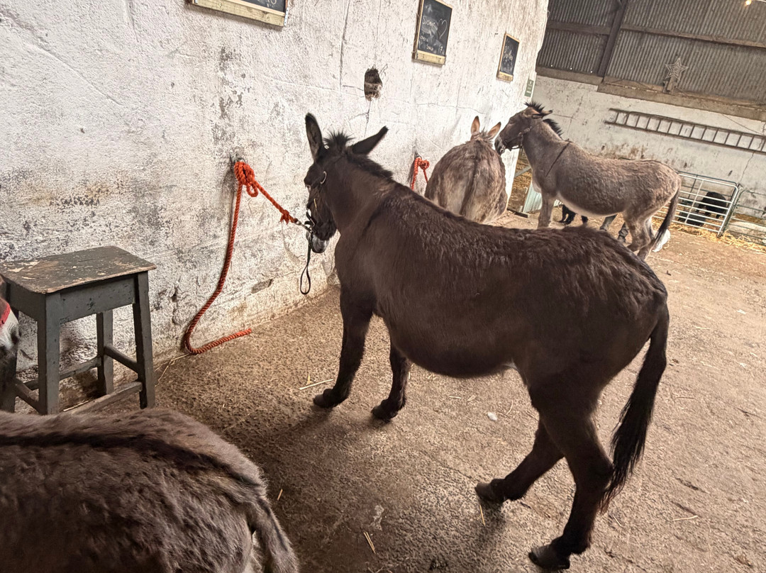 Kinedale Donkeys-Ballynahinch必去景点