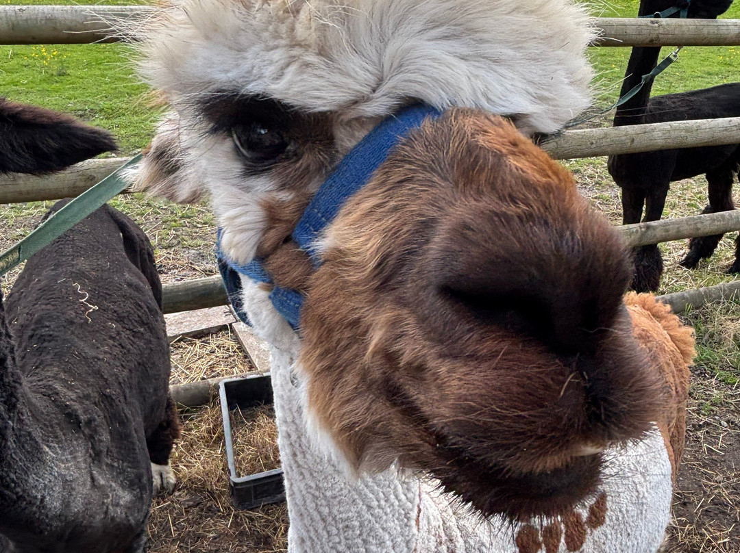 Woodlands Alpaca Farm-沃灵顿必去景点