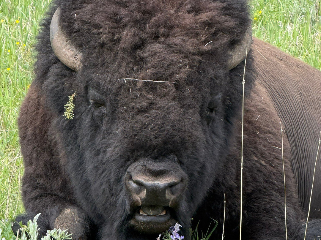 Yellowstone Wolf Tracker-加德纳必去景点