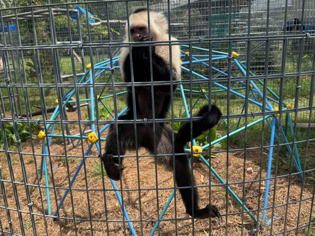 Jungle Friends Primate Sanctuary-盖恩斯维尔必去景点