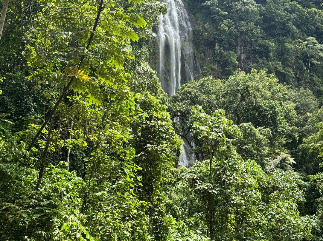 Jungle ATV Quad Tours-乌维塔必去景点