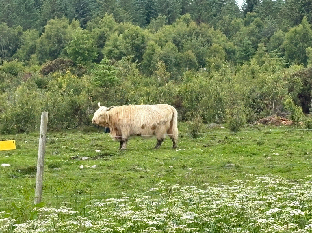 Culloden Battlefield-卡洛登沼泽必去景点