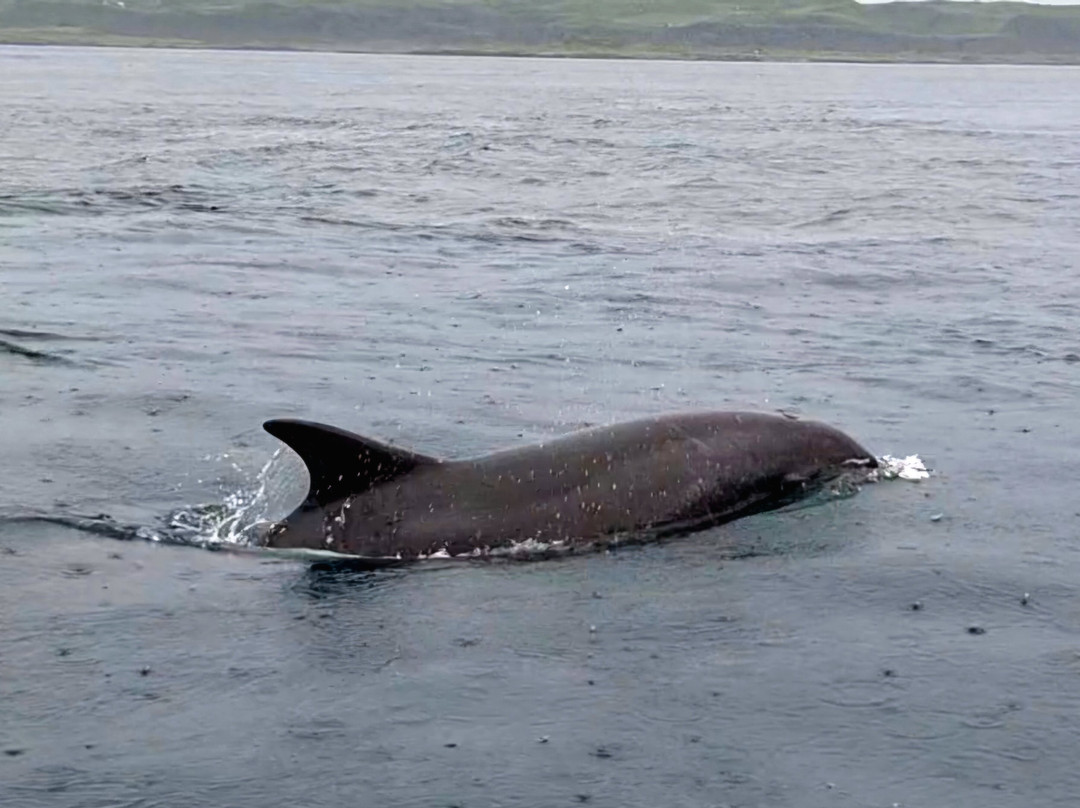 Seafari Adventures (Oban)-Ellenabeich必去景点