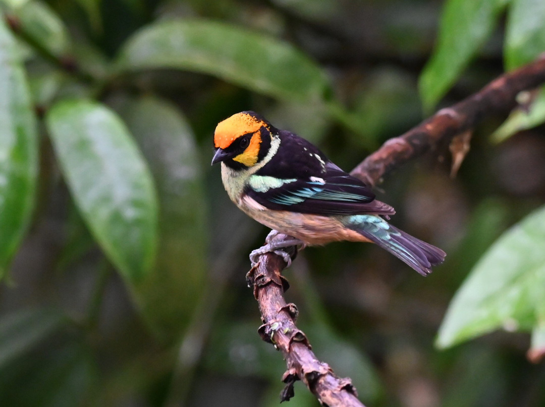 Reserva Mashpi Amagusa-Pacto必去景点
