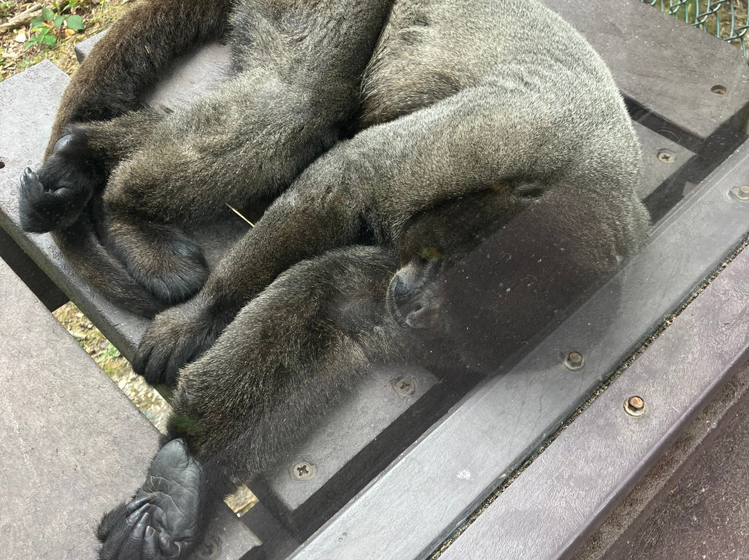 Monkey World-韦勒姆必去景点