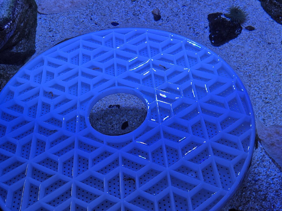 Marine Discovery Centre & Whitby Lobster Hatchery-惠特比必去景点