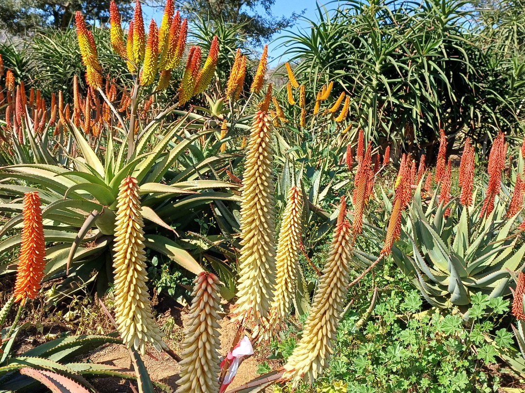 The Aloe Farm-哈特比斯普特必去景点