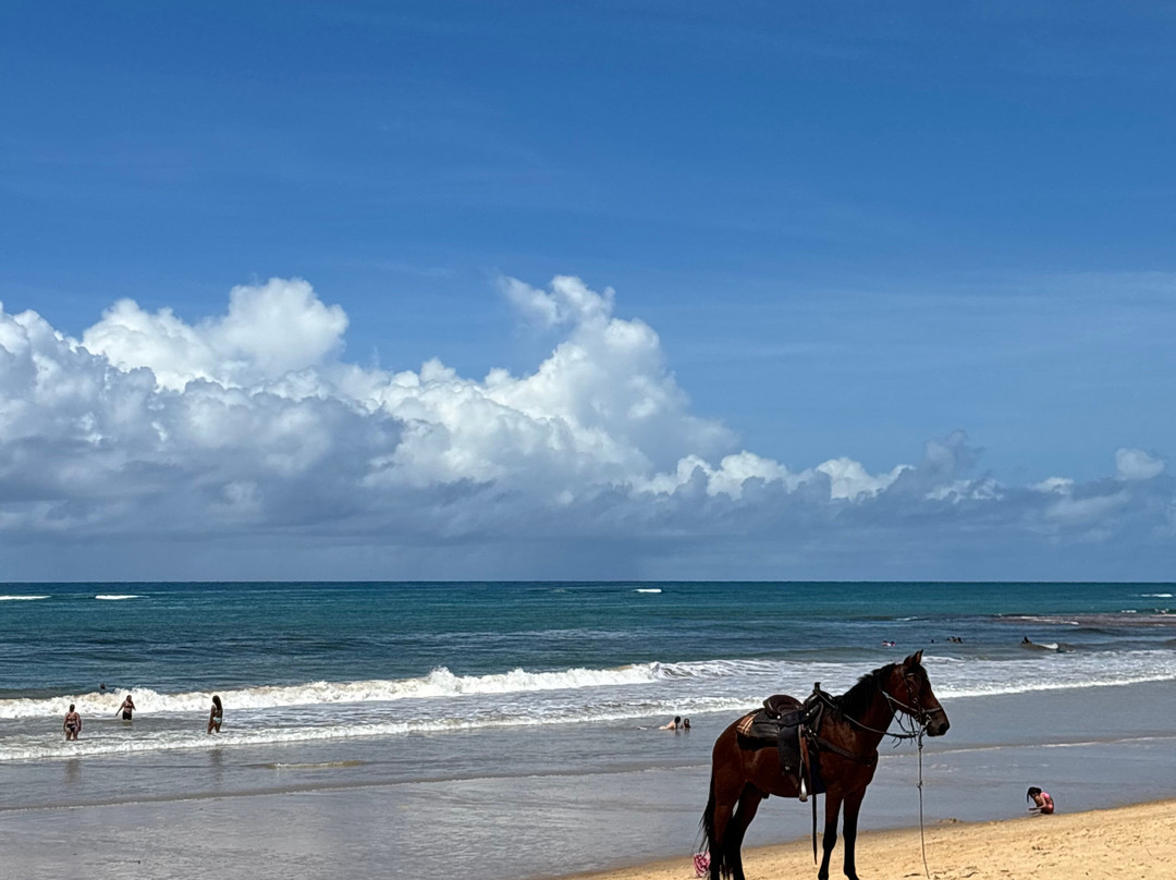 Zenon Tour Táxi e Van-Arraial d'Ajuda必去景点