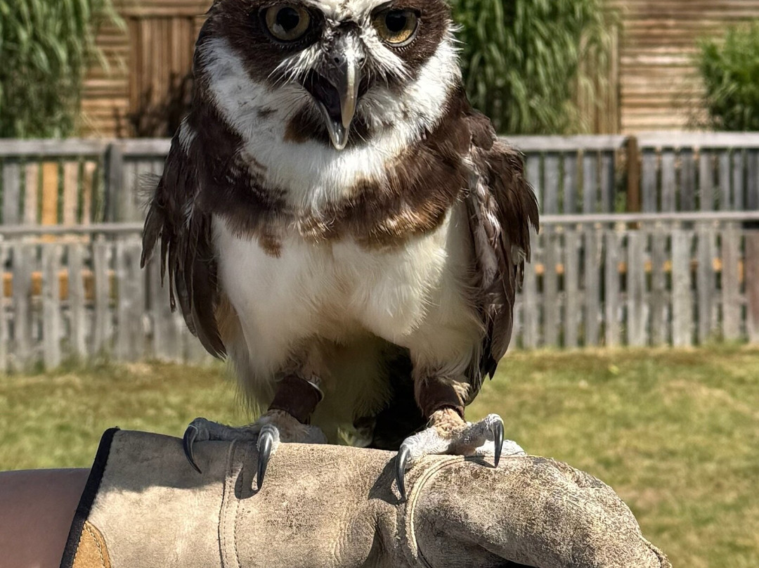 Baytree Owl and Raptor Centre-Spalding必去景点