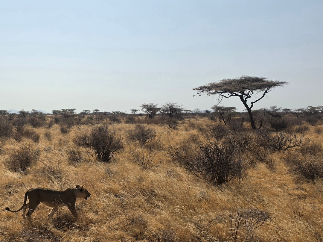 Buffalo Springs National Reserve-Buffalo Springs Game Reserve必去景点