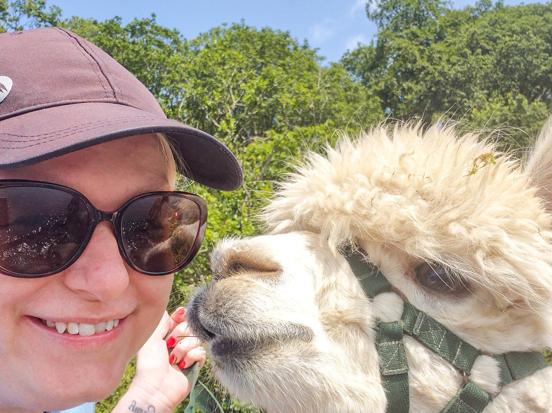 Alpacaly Ever After-Portinscale必去景点