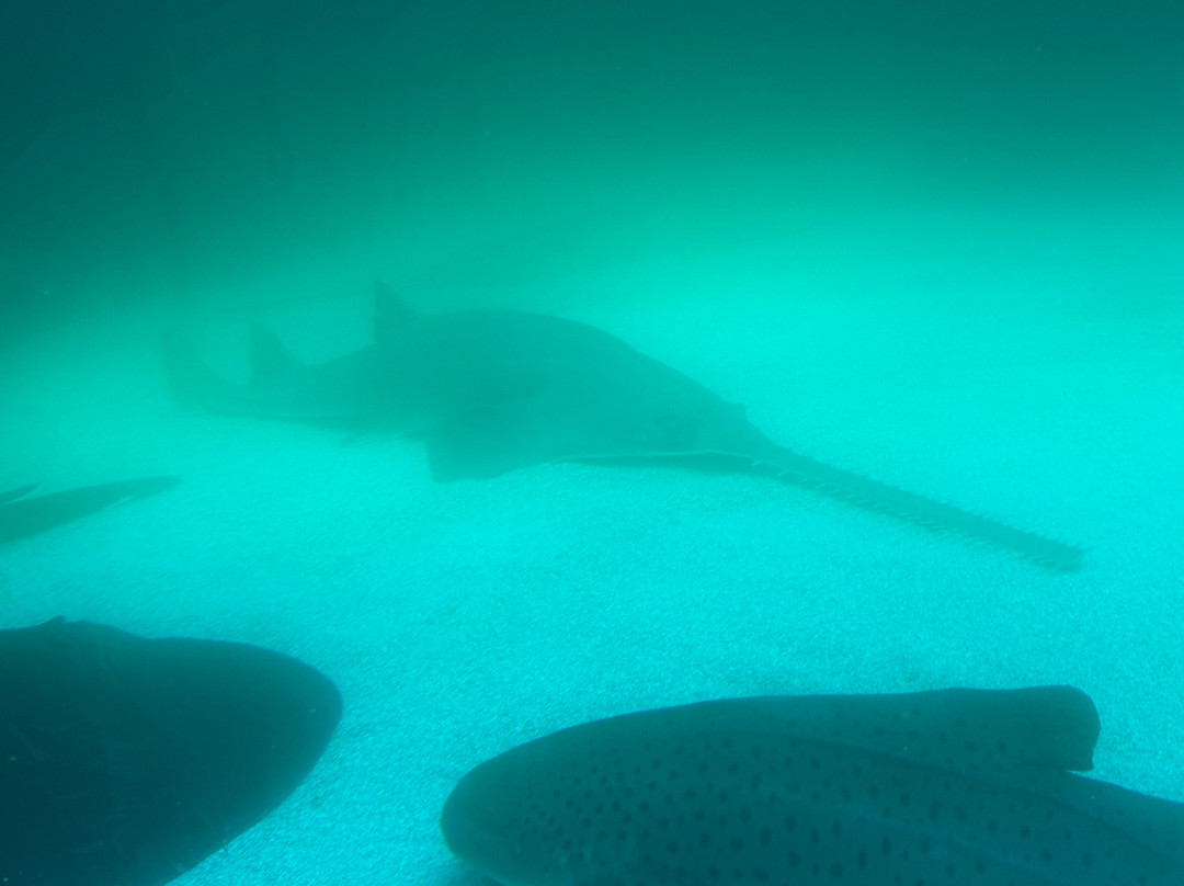 热那亚水族馆-热那亚必去景点