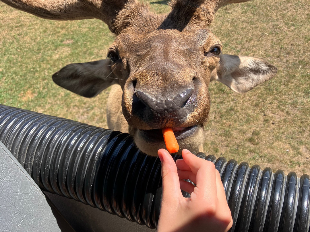 Lake Tobias Wildlife Park-Halifax必去景点