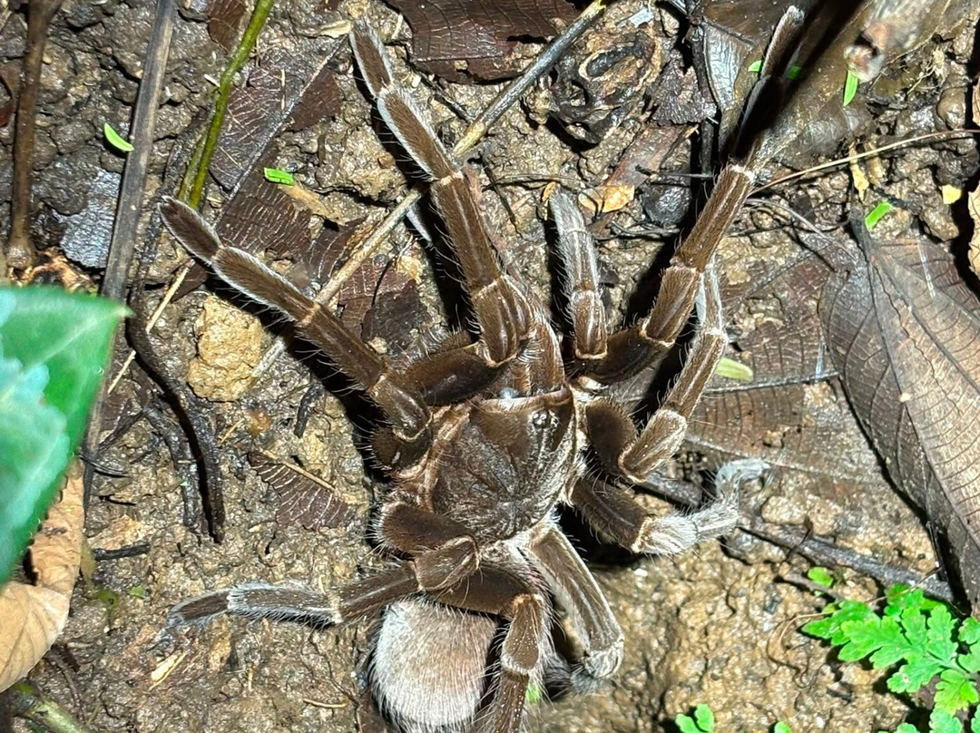 Tarantulas Way-卡维塔必去景点