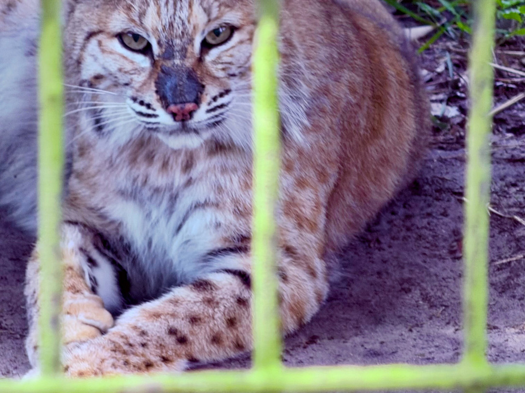Catty Shack Ranch Wildlife Sanctuary-杰克逊维尔必去景点